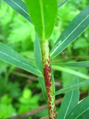 Euphorbia semivillosa