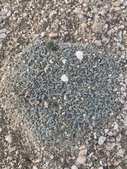 Astragalus spatulatus