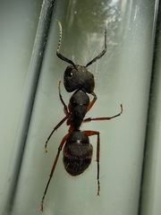 Camponotus rufipes