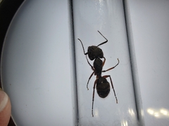 Camponotus rufipes