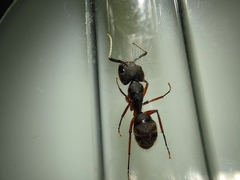 Camponotus rufipes