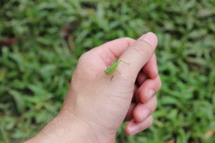 Cephalophlugis cephalotes