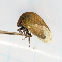 Stictocephala lutea