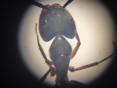 Camponotus rufipes