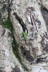 Cephalophlugis cephalotes