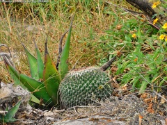 Mammillaria gigantea