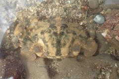 Charybdis japonica