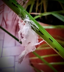 Insecta