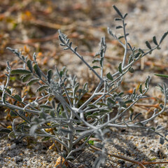 Psorothamnus emoryi emoryi