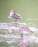 Calidris pusilla