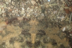 Charybdis japonica