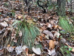 Xerophyllum asphodeloides