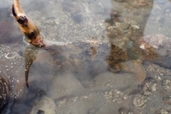Charybdis japonica