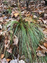 Xerophyllum asphodeloides