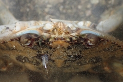 Charybdis japonica
