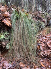 Xerophyllum asphodeloides