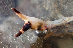 Charybdis japonica