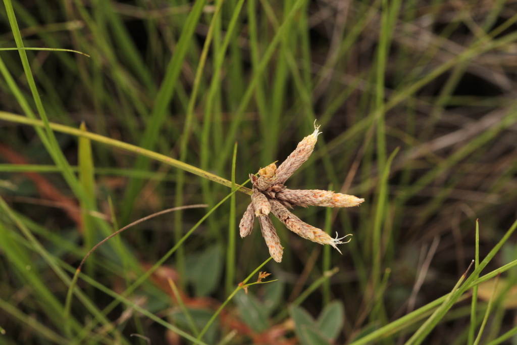 Hypolytrum pulchrum