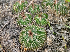 Echinofossulocactus