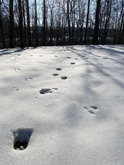 Odocoileus virginianus