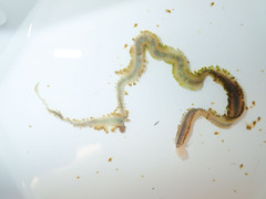 Phyllodocidae