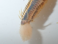 Phyllodocidae