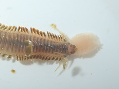 Phyllodocidae