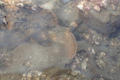 Charybdis japonica