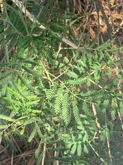 Prosopis velutina