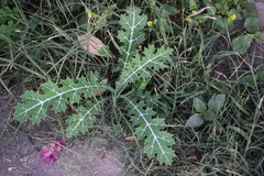 Argemone mexicana