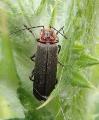 Cyrtomoptera divisa