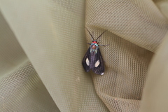 Arctiinae