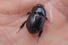 Heteronychus arator