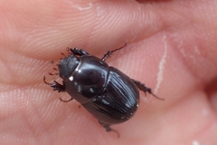 Heteronychus arator