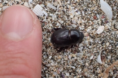 Heteronychus arator