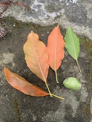 Elaeocarpus serratus