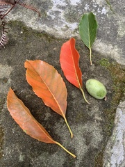 Elaeocarpus serratus