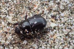 Heteronychus arator