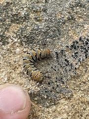 Euscirrhopterus gloveri