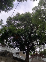 Elaeocarpus serratus