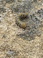 Euscirrhopterus gloveri