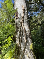 Davallia fejeensis