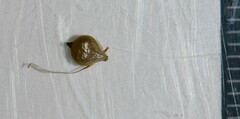 Bolboschoenus caldwellii