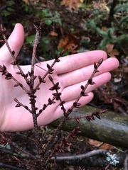 Pseudotsuga menziesii