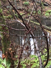 Pseudotsuga menziesii