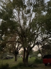 Prosopis glandulosa