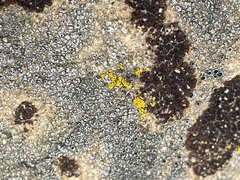 Acarospora strigata