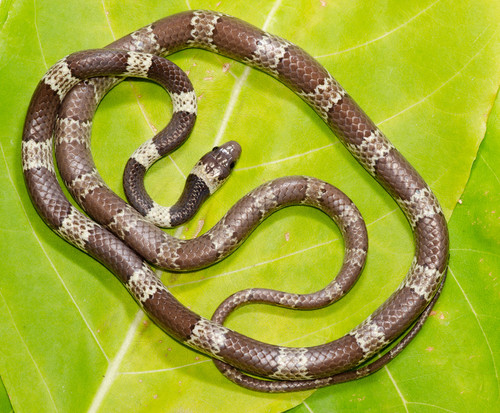 Lycodon nympha