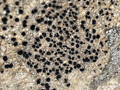 Lecidella