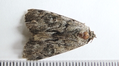 Catocala sordida